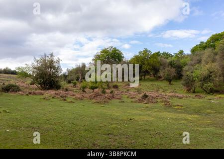 Der New Forest bei Fritham, Hampshire, England, Großbritannien Stockfoto