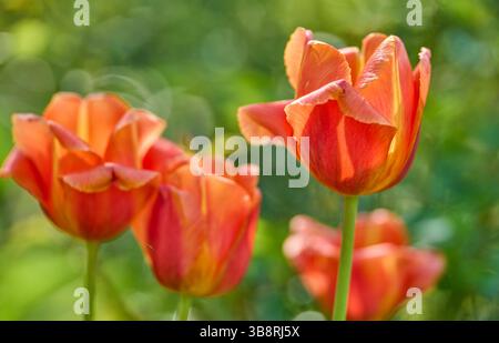 Orangefarbene gelbe Tulpen mit Hintergrundbeleuchtung Stockfoto