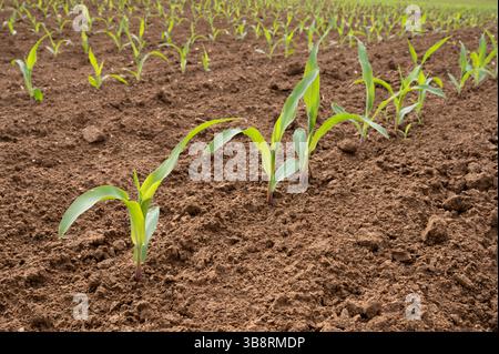 Junge Maispflanzen (Zea mays) auf braunem Boden Stockfoto