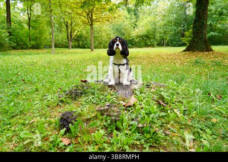 Dreifarbiger Kavalier König Charles Spaniel sitzt in der grünen Natur und schaut in die Kamera Stockfoto