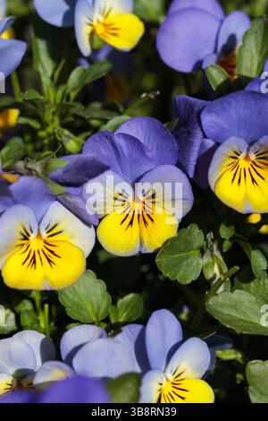 Gruppe blühender, violetter und gelber Stiefmütterchen in einem Frühlingsgarten, die ihre frische Schönheit einfangen Stockfoto