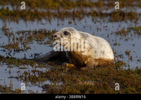Graue Robbenjunges in Donna Nook, Lincolnshire, England, Großbritannien Stockfoto