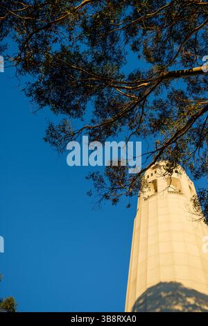Eine Niedrigwinkelaufnahme des Coit Tower in San Francisco, eingerahmt von Eukalyptuszweigen vor einem klaren blauen Himmel. Stockfoto