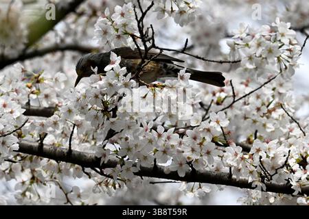 Japanische Lerche in einem blühenden Sakura-Kirschbaum im Frühjahr in Japan, Asien. Stockfoto