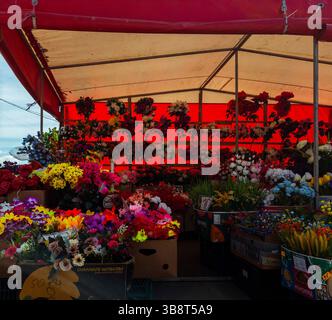 Kiew, Ukraine - 1. Mai 2025. Ein geschäftiger Straßenmarkt bietet eine lebhafte Blumenauswahl unter einem roten Zelt. Die lebhafte Atmosphäre zieht Einheimische und Besucher gleichermaßen an und feiert das tägliche Leben. Stockfoto