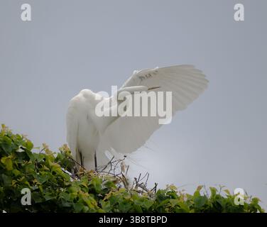 Erwachsener Reiher, der die Federn auf seinem ausgestreckten Flügel pflegt, während er auf seinem Nest in einem Baumkronen steht. Fotografiert in Alvin, Texas, auf einer bewölkten da Stockfoto