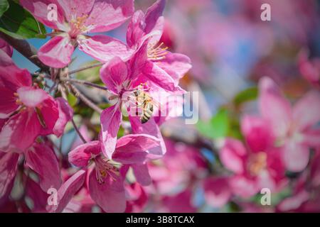 Eine Nahaufnahme einer Biene, die im Frühjahr rosa Apfelblüten auf einem Baumzweig bestäubt. Lebendiges Blumenbild mit weichem Hintergrund Stockfoto