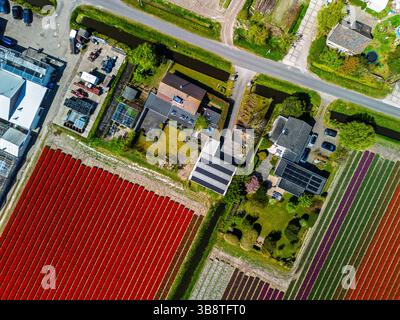 Aus der Vogelperspektive pulsierende Tulpenfelder in voller Blüte, umgebende Industriegebäude in ländlicher Landschaft. Bunte Blumenreihen erstrecken sich in Richtung Stockfoto