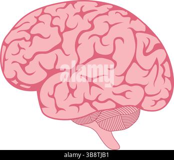 Menschliche Gehirnanatomie Design Vektor-Illustration Stock Vektor