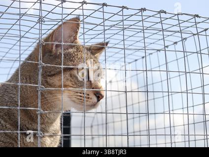 Katze in einem Katzengehege im Freien oder Katio, die sich etwas Interessantes anschauen. Nahaufnahme. Glückliches Tabby-Kätzchen, das auf der Dachterrasse oder auf dem Balkon sitzt Stockfoto
