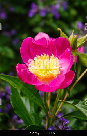 Blumen Pflanzen blühende Pfingstrosenblüte mit einem Katzenminzstrauch dahinter Stockfoto
