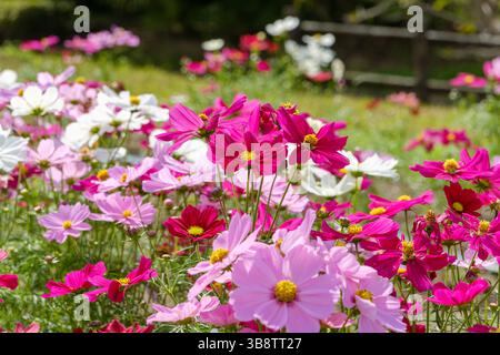 Bunte Kosmos Blumen blühen in einem sonnigen Garten Stockfoto