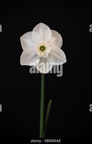 Weißes Narzissen auf schwarzem Hintergrund Stockfoto