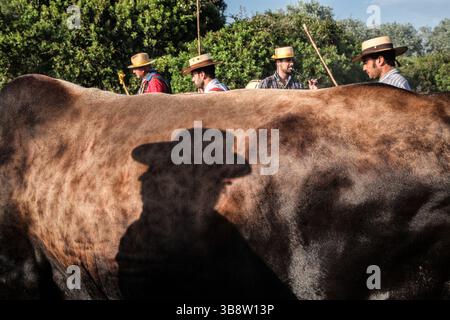 21. Mai 2015, El Rocio, Huelva, Spanien: Jedes Jahr versammeln sich die Gläubigen zur Pilgerfahrt nach El Rocio von Sanlucar de Barrameda zum Dorf El Rocio durch den Nationalpark DoÃ±ana (Foto: © Baciu Cristian/ZUMA Press Wire) Stockfoto