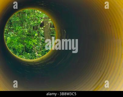 Baum im gelben Kreis. Stockfoto