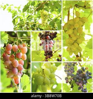 Weinrebe auf dem Zweig im Garten. Makroansicht Collage Stockfoto