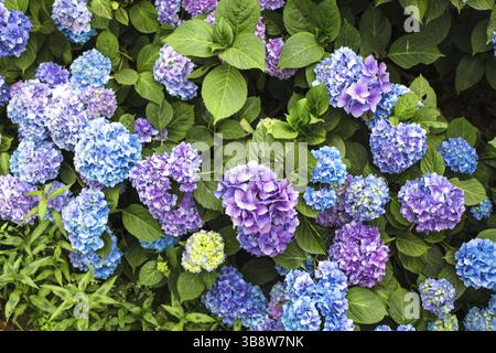 Blaue Hortensie Blumen auf den Busch im Blumengarten Stockfoto