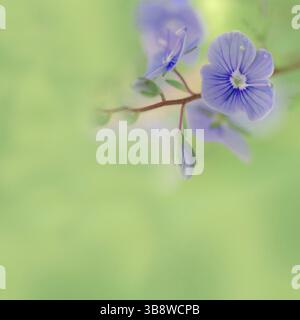 Wiesenpflanze Hintergrund: Blaue kleine Blumen in der Nähe und grünes Gras. Oberer Freiheitsgrad Pastellfarben Stockfoto