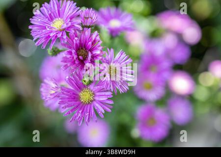 Japan Marguerite Blume lila Farbe Stockfoto