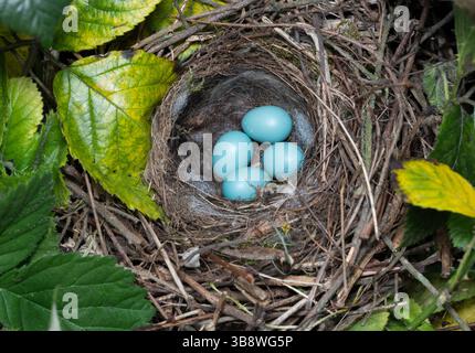 Dunnock, Prunella modularis, Nest mit vier blauen Eiern, Queen's Park, London, Großbritannien Stockfoto