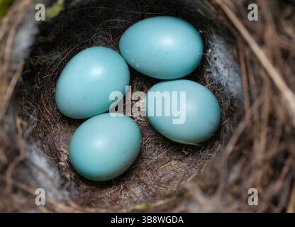 Dunnock, Prunella modularis, Nest mit vier blauen Eiern, Queen's Park, London, Großbritannien Stockfoto