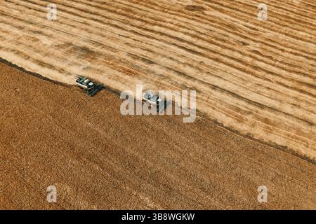 Getreideernte im Sommer. Zwei Feldhäcksler. Kombinieren Sie Harvester landwirtschaftliche Maschine sammeln goldenen reifen Weizen oder Roggen auf dem Feld. V Stockfoto