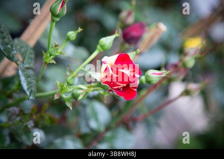 Dieses Bild zeigt eine Nahaufnahme einer wunderschönen rot-weißen Rose auf einem Busch Stockfoto