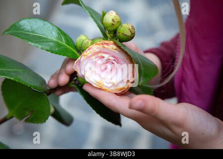Eine Person hält sanft eine wunderschöne rosa Blume in der Hand Stockfoto