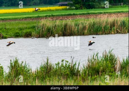 Roddy Enten fliegen über einen Teich, wo andere Wasservögel schwimmen Stockfoto