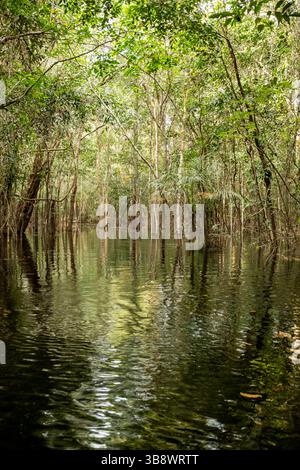 Schwarzwasser überflutete Wälder des Amazonasbeckens. Dieser besondere Lebensraum ist ein schwarzwassersumpf, langsam bewegendes Wasser, dunkel wie Tee, aber klar. Stockfoto