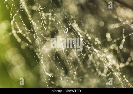 Zusammenfassung Hintergrund von Morgentau auf einem Spinnennetz. Inspiration Natur Stockfoto