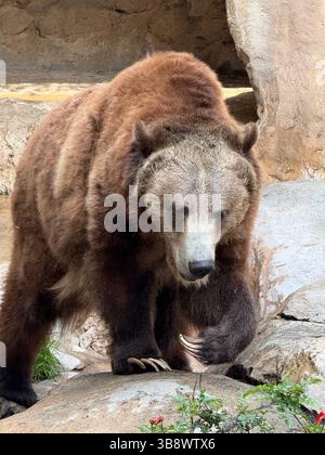 Braunbär im Zoo von San Diego Stockfoto