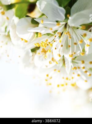 Schönen Frühling Bokeh für Design mit Exemplar Stockfoto