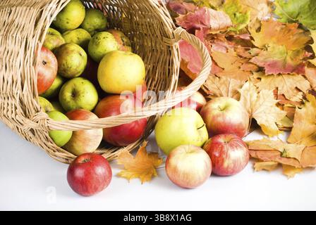 Apfel im Korb, Streuung auf weißem Hintergrund Stockfoto