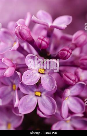 Nahaufnahme schöner Fliederhintergrund mit hellvioletten Blüten Stockfoto