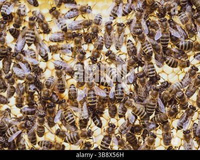 Bienen arbeiten an Waben mit Honig im Bienenstock. Insektenschwarm (APIs mellifera) in Bienennahmehilfe. Biologischer Bio-Anbau, Tierrechte, zurück zur Natur Stockfoto