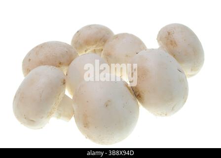 Goldenen Champignons Mashroom isoliert auf weißem Hintergrund Stockfoto