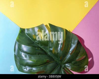 Monstera-Blatt auf bunter blaurosa gelbem Hintergrund. Tropische Pflanzenmonstera. Kreatives Layout für Design, Tapeten. Kopierbereich für Text Stockfoto