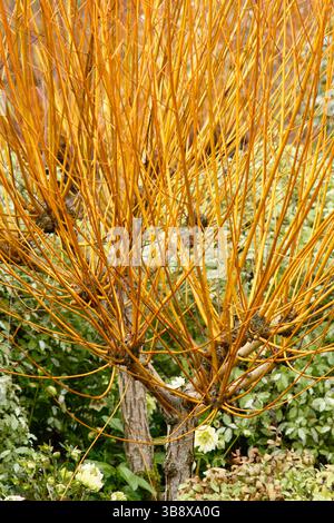 Salix alba Golden Ness, oder White Willow Golden Ness, zeigt Anzeichen von Koppizierung, um charakteristische goldene Stiele zu produzieren. UK Stockfoto