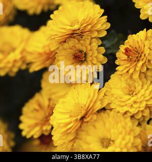 Gelbe Chrysanthemen hautnah auf den Busch Stockfoto