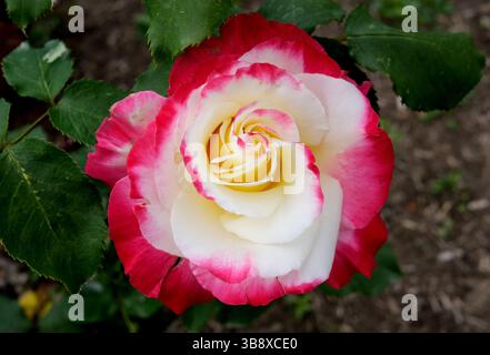 Rosa „Double Delight“ rosa und gelbe Rosenblüte Stockfoto