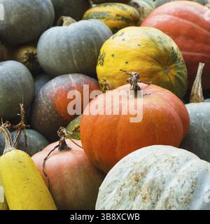 Kürbis-Ernte auf dem Feld, verschiedenen Arten von Kürbis Stockfoto