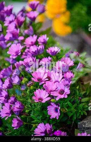cape Marguerite Blume oder Dimorphotheca ecklonis blüht vor dem Haus in japan, Blumenkonzept Stockfoto