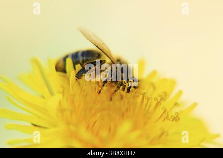 Biene auf Löwenzahn in der Nähe von Makro Stockfoto