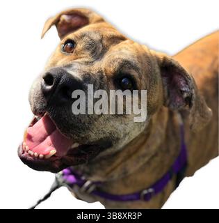 Brindle Pit Bull Mix mit violettem Gurtzeug blickt fröhlich mit offenem Mund auf, isoliert auf einem sauberen weißen Hintergrund für wirkungsvolle Adoption und Re Stockfoto