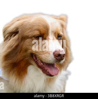 Australischer Schäferhund mit flauschigem dreifarbigem Mantel und einer pinkfarbenen Zungenhose, die sanft seitlich aussieht, isoliert auf weißem Hintergrund für sauber und professionell Stockfoto