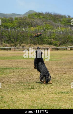 Der Deutsche Schäferhund springt in die Luft, um im Park eine bunte Frisbee zu fangen, die Agilität, Kraft und spielerische Energie in einem actionreichen Spiel zeigt Stockfoto