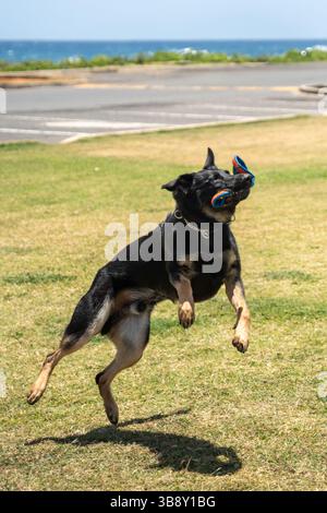 Der Deutsche Schäferhund springt in die Luft, um im Park eine bunte Frisbee zu fangen, die Agilität, Kraft und spielerische Energie in einem actionreichen Spiel zeigt Stockfoto