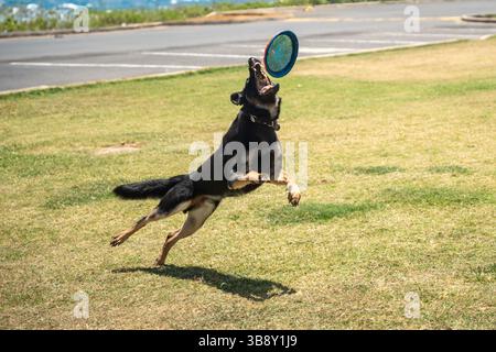 Der Deutsche Schäferhund springt in die Luft, um im Park eine bunte Frisbee zu fangen, die Agilität, Kraft und spielerische Energie in einem actionreichen Spiel zeigt Stockfoto