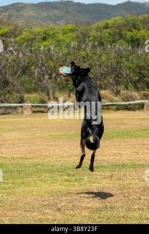 Der Deutsche Schäferhund springt in die Luft, um im Park eine bunte Frisbee zu fangen, die Agilität, Kraft und spielerische Energie in einem actionreichen Spiel zeigt Stockfoto